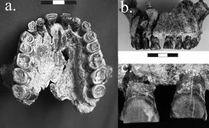 Study finds earliest evidence in fossil record for right-handedness – Popular Archeology - Popular Archaeology