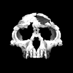 Ardi Has Some Human-like Skull Traits, Say Researchers – Popular Archeology - Popular Archaeology