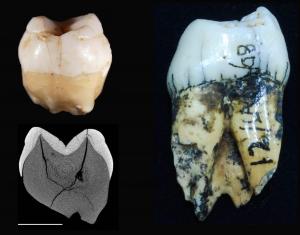 Arrival of modern humans in Southeast Asia questioned – Popular Archeology - Popular Archaeology