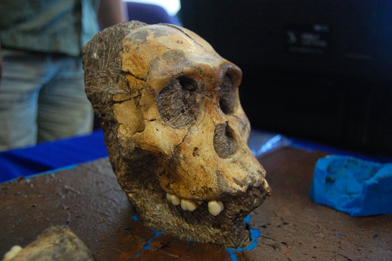 australopithecusteeth