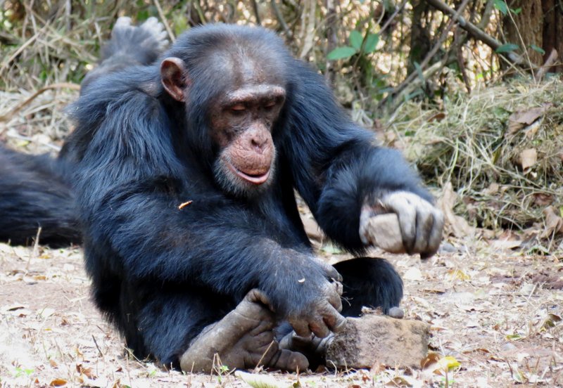 chimpanzee-001