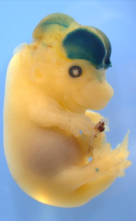 mouseembryo