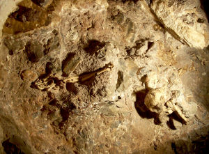 The unsolved case of Little Foot's age – Popular Archeology - Popular Archaeology