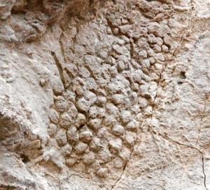 Unique skin impressions of the last dinosaurs discovered in Barcelona – Popular Archeology - Popular Archaeology