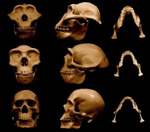 The Human Face Evolved from a Violent Past, Say Researchers – Popular Archeology - Popular Archaeology