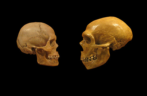neandertalhairymuseummatt