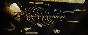 Skeletal differences between Neanderthal and modern human infants – Popular Archeology - Popular Archaeology