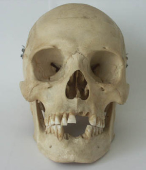 Skull shape and emergence of agriculture – Popular Archeology - Popular Archaeology