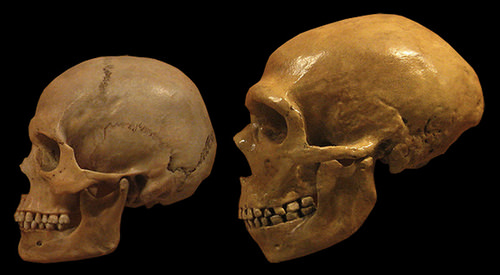 neanderthalskullcomparison