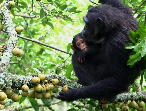 chimpanzeepic1