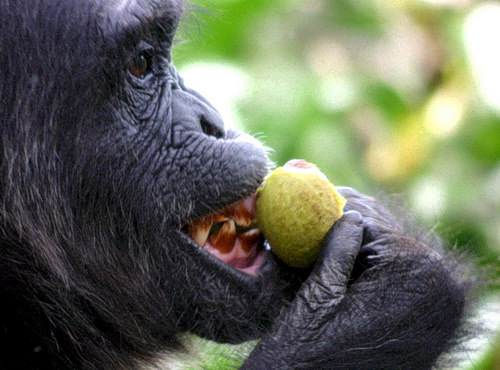 chimpanzeepic2