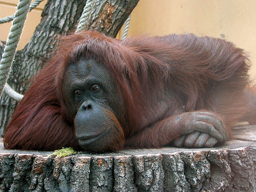 orangutanzyance