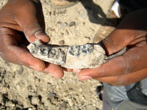 Early Human Fossil Find Pushes Back the Clock – Popular Archeology - Popular Archaeology