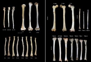 Early human fossils in Spain give insights to human evolution – Popular Archeology - Popular Archaeology