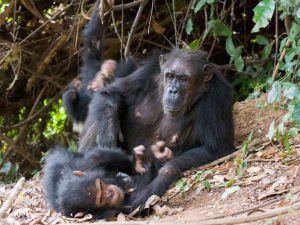 Chimpanzees choose cooperation over competition – Popular Archeology - Popular Archaeology