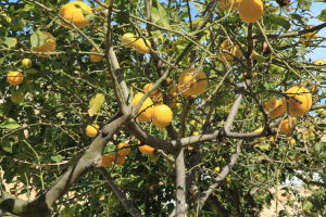 Citrus: From luxury item to cash crop in Mediterranean – Popular Archeology - Popular Archaeology