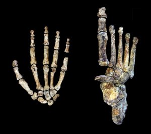 Human Ancestor Candidate Sported Hands and Feet Much Like Modern Humans – Popular Archeology - Popular Archaeology