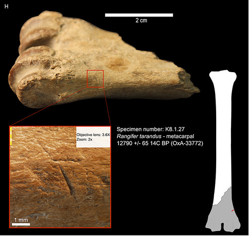 Caribou metacarpal from Cave I_cut-marks from stone tools indicate filleting