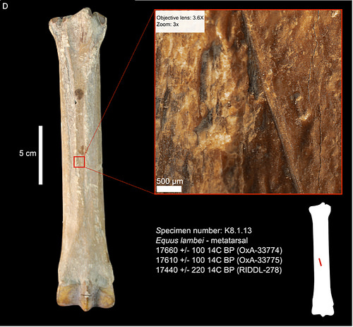 Horse metatarsal from Cave I_cut-marks from stone tools indicate possible tendon stripping