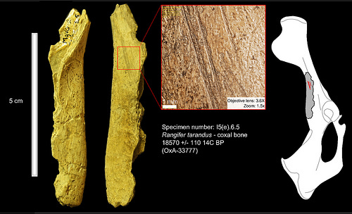 Caribou coxal bone from Cave II_cut-marks indicate filleting activity