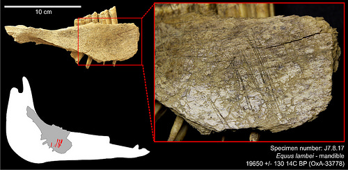 Horse mandible from Cave II_cut-marks indicate removal of tongue with stone tool