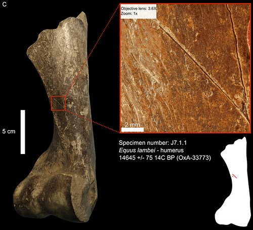 Horse humerus from Cave I_cut-marks from stone tools indicate filleting