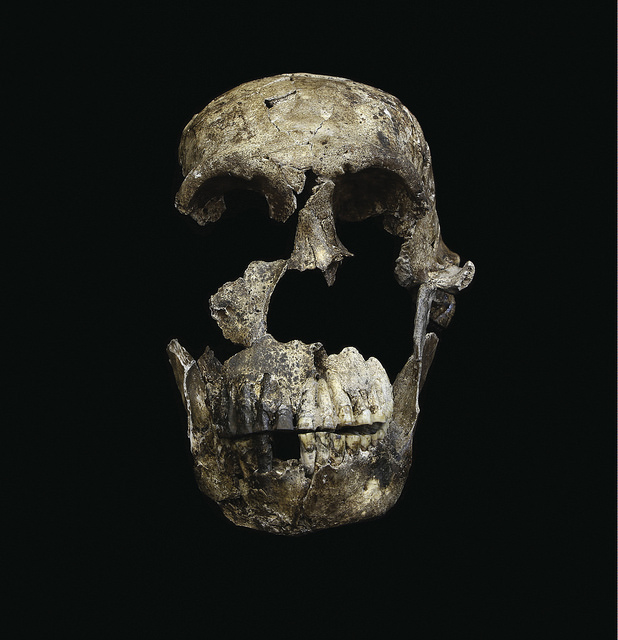 Neo Skull Frontal View