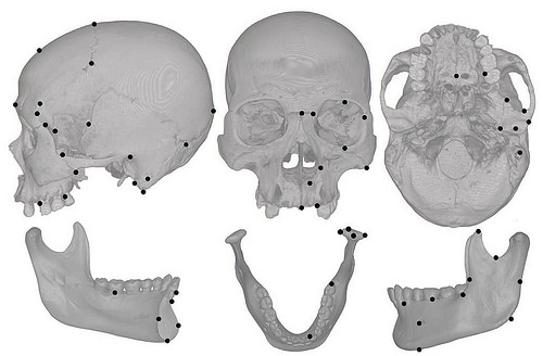 Cranial jaw landmark map body.eps