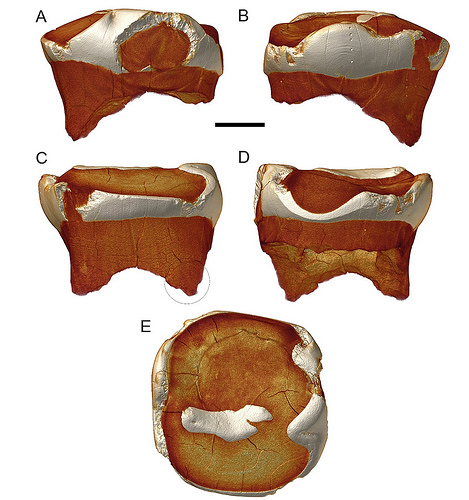 denisovan2