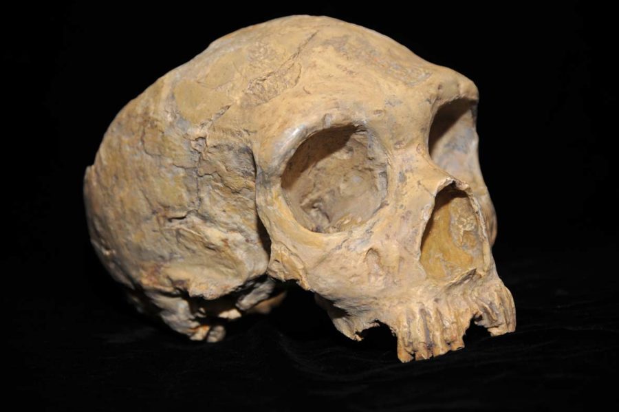 What's in a Face: More Light on Neanderthal Facial Structure – Popular Archeology - Popular Archaeology