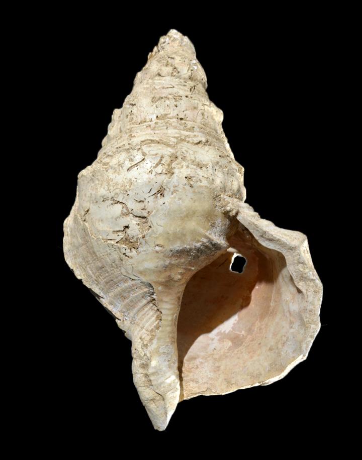 Ancient seashell instrument resonates after 18,000 years Popular