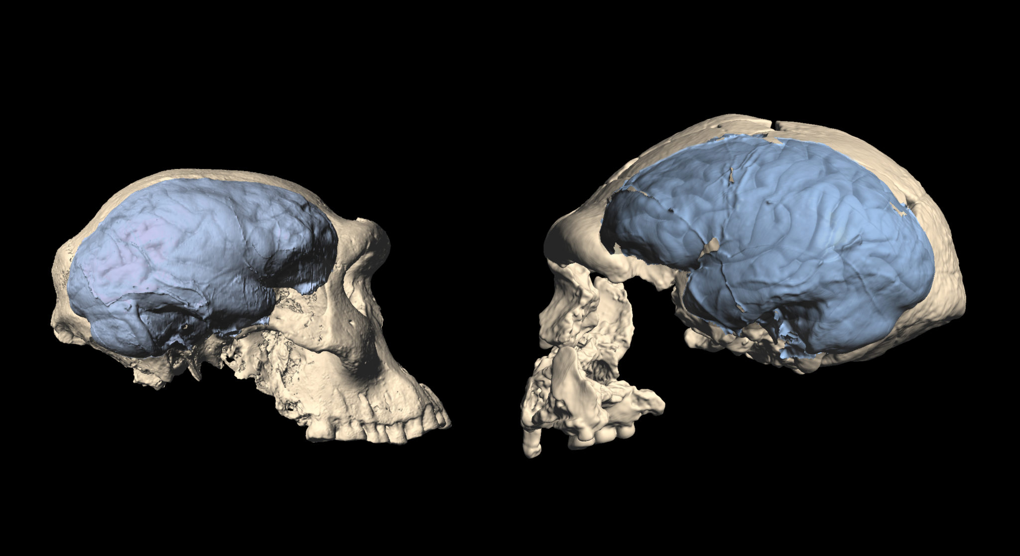 Early Humans Evolved Modern Human Like Brain Organization After First 