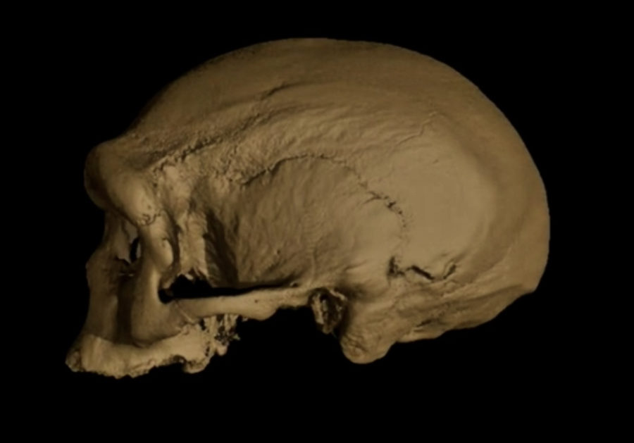 Massive cranium from Harbin in northeastern China establishes a new Middle  Pleistocene human lineage: The Innovation