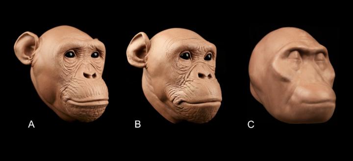 Soft tissue measurements critical to hominid reconstruction – Popular Archeology - Popular Archaeology