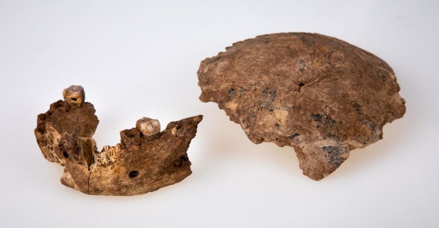 Scientists discover a new type of Homo – Popular Archeology - Popular Archaeology