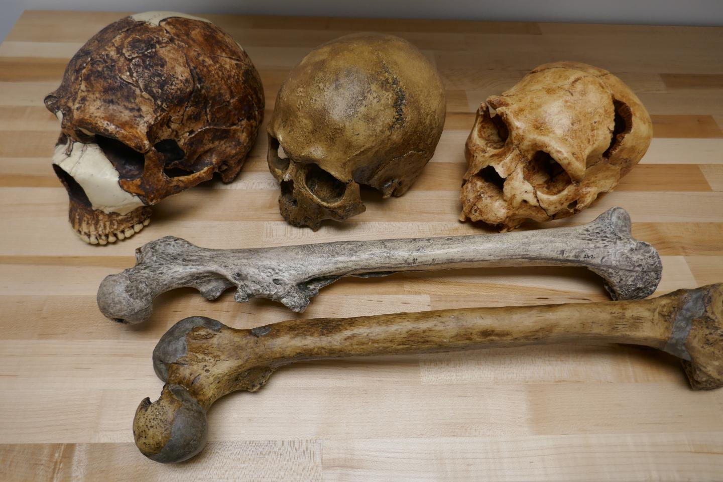 A Skull Bone Discovered in Greece May Alter the Story of Human Prehistory -  The New York Times