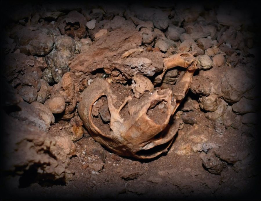 Levantine crested rat and early human dispersals – Popular Archeology - Popular Archaeology