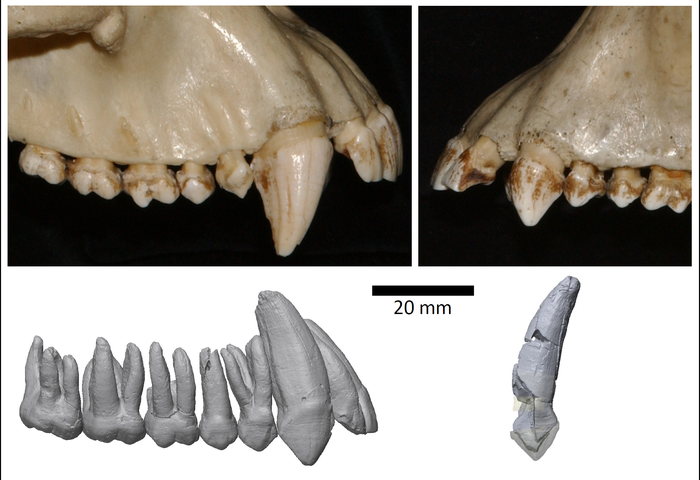 Canine tooth sexual dimorphism in human evolution – Popular Archeology - Popular Archaeology