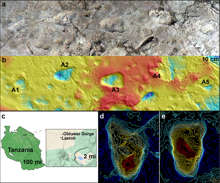 Mystery solved: Footprints from site A at Laetoli, Tanzania, are from early humans, not bears – Popular Archeology - Popular Archaeology