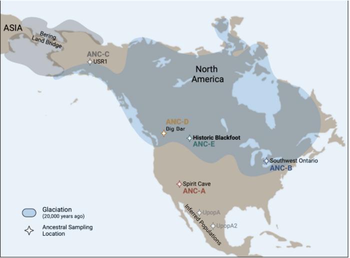 Research collaboration dates genetic lineage of Blackfoot Confederacy to late Pleistocene – Popular Archeology - Popular Archaeology
