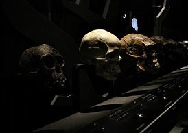 Why Culture Is Not the Only Tool for Defining Homo sapiens in Relation to Other Hominins – Popular Archeology - Popular Archaeology