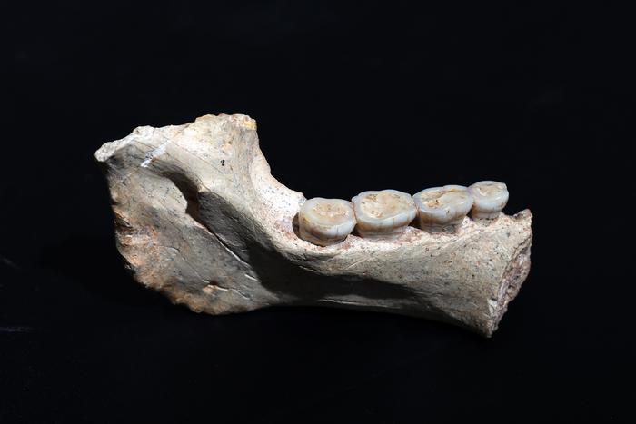 Early hominins from Morocco reveal an African lineage near the root of Homo sapiens &ndash; Popular Archeology